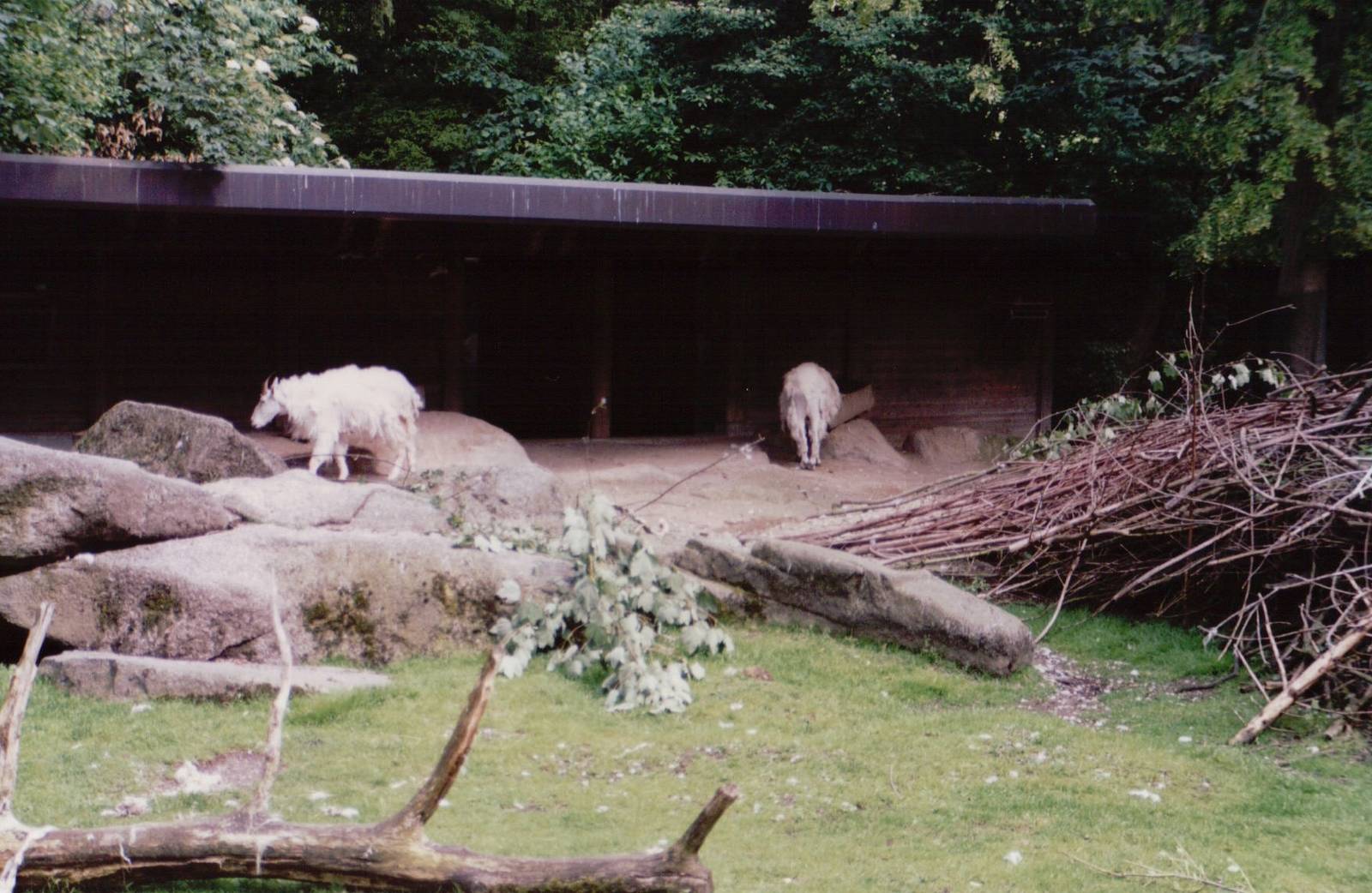 Hellabrunn 1999 - Rocky Mountain Goats