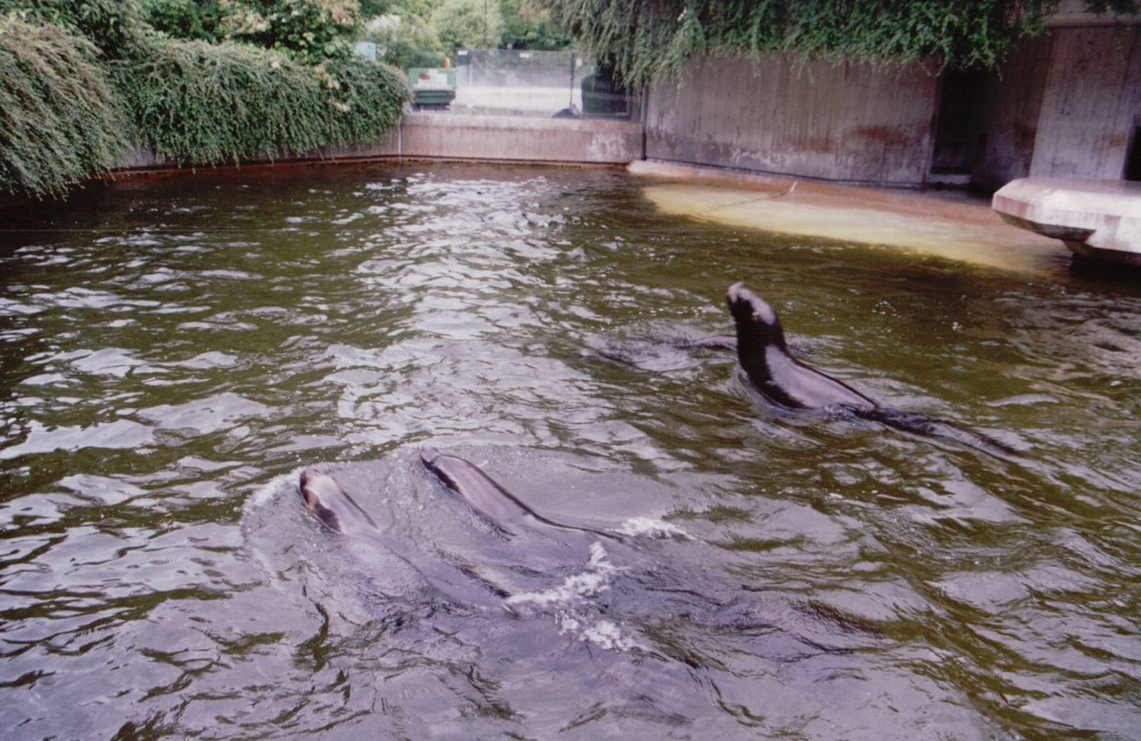 Hellabrunn 1999 - South America Sea Lion