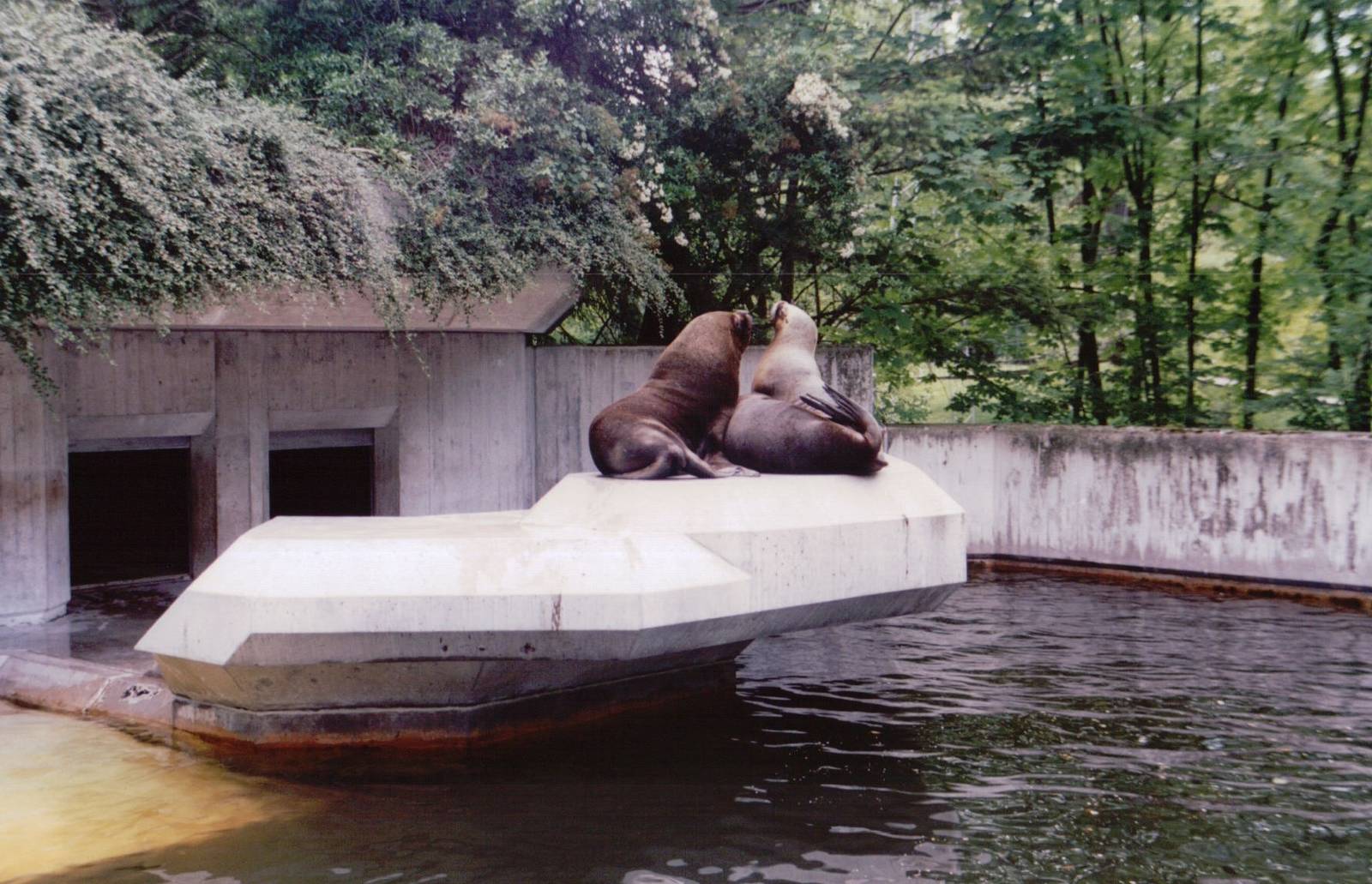 Hellabrunn 1999 - South America Sea Lion