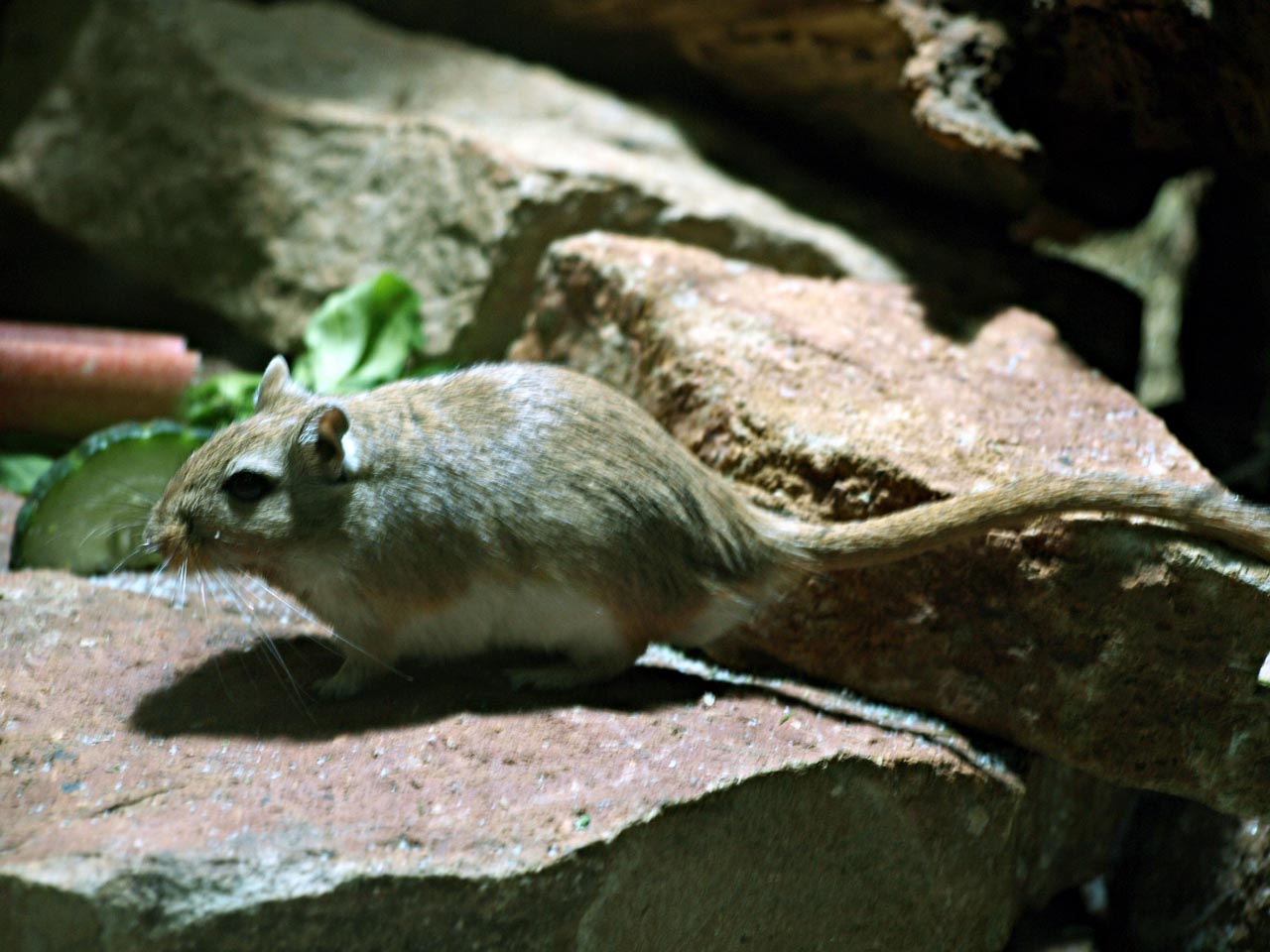 Hellabrunn zoo, Munich