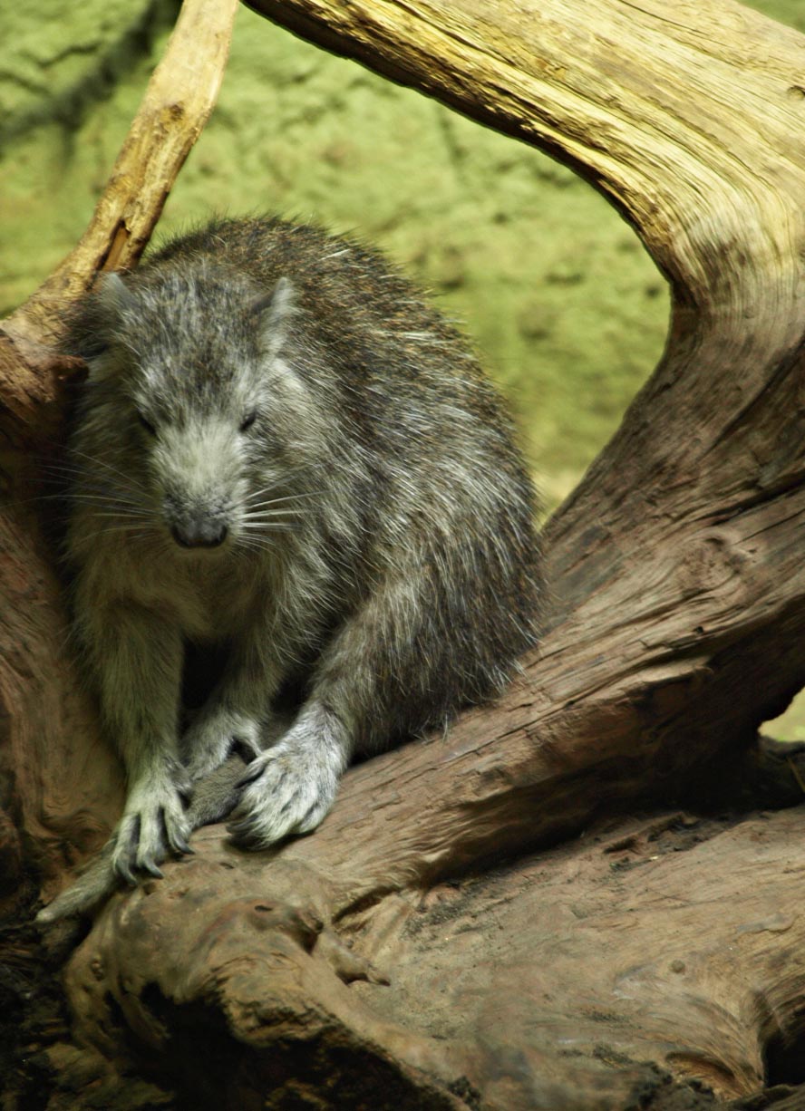 Hellabrunn zoo, Munich