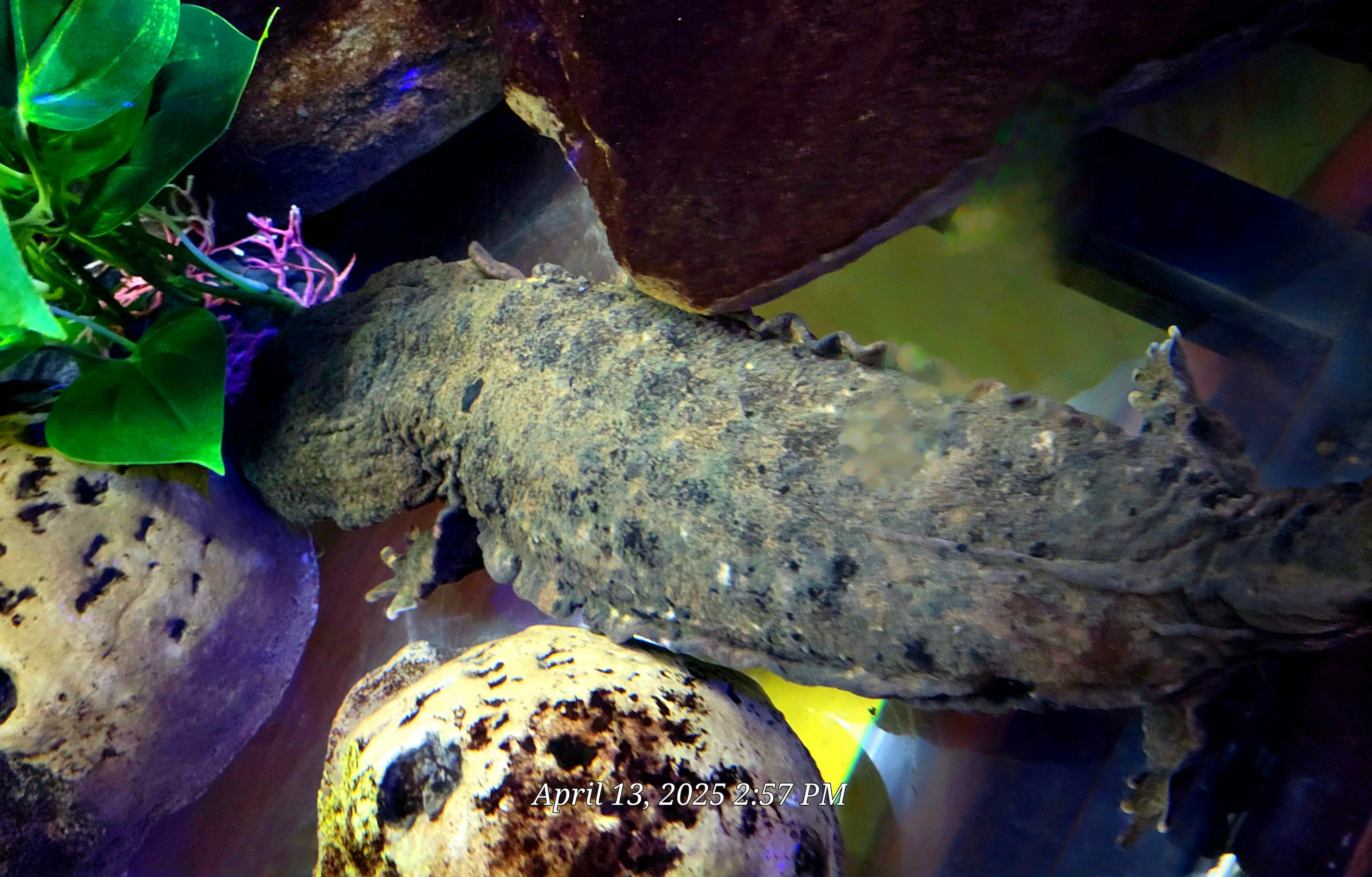 Hellbender-April 2025