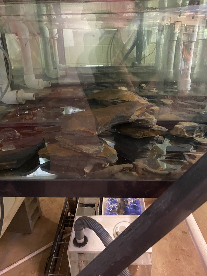 Hellbender breeding Tanks 7-11-2023