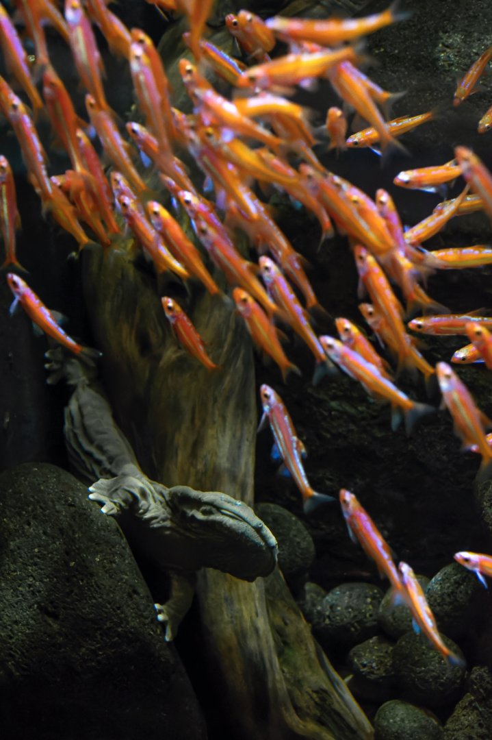 Hellbender (Cryptobranchus alleganiensis) & rainbow shiner (Notropis chrosomus)