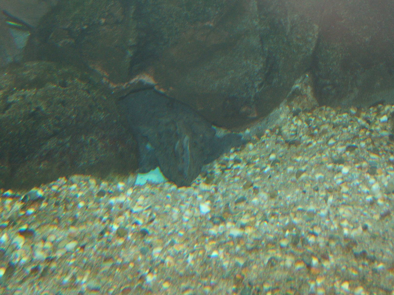 Hellbender (Cryptobranchus alleganiensis)