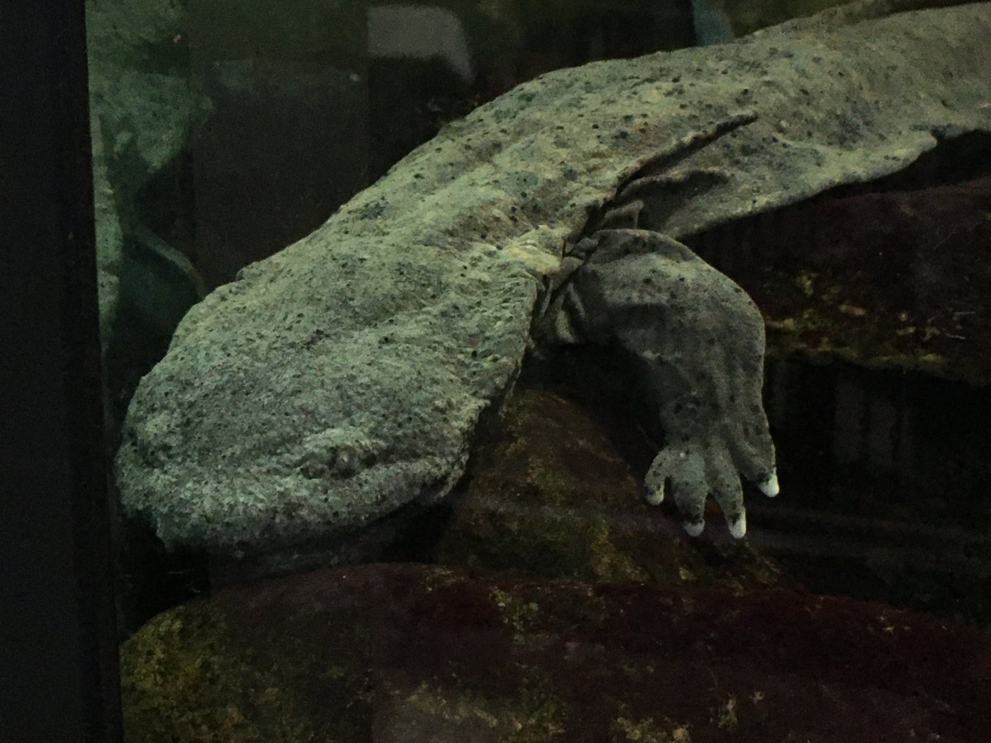 Hellbender (Cryptobranchus alleganiensis)