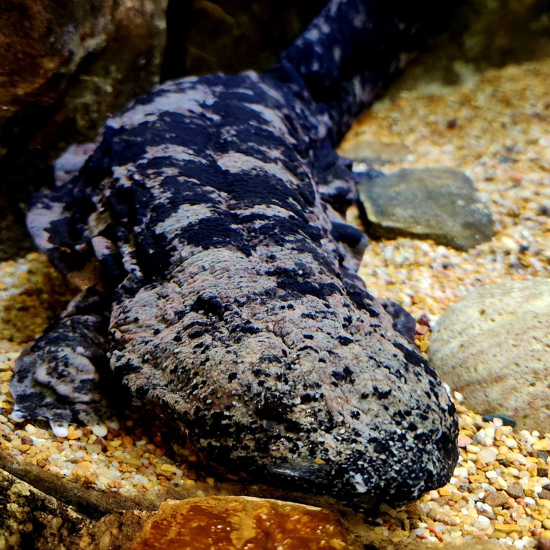 Hellbender (Cryptobranchus alleganiensis)