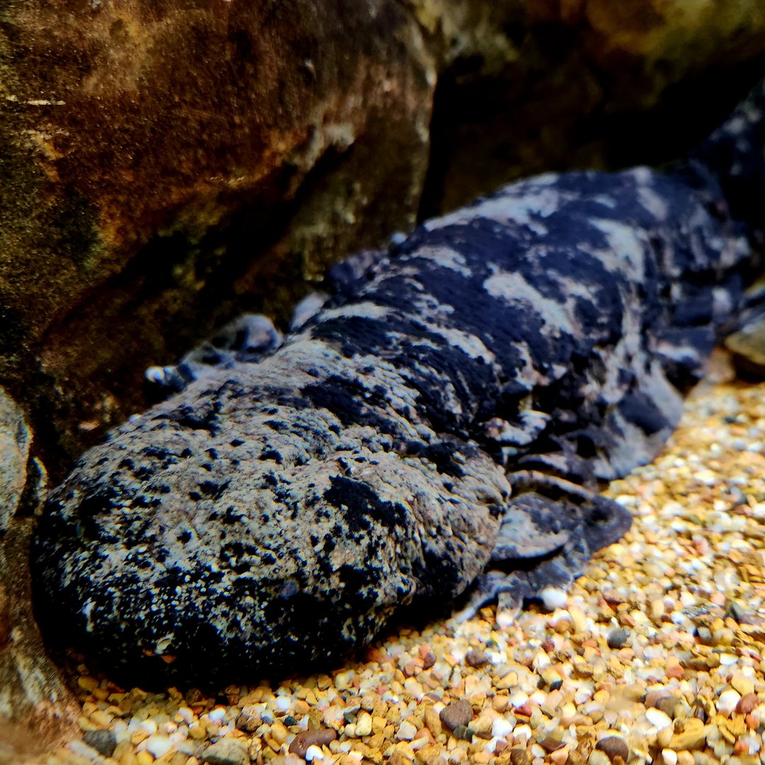Hellbender (Cryptobranchus alleganiensis)