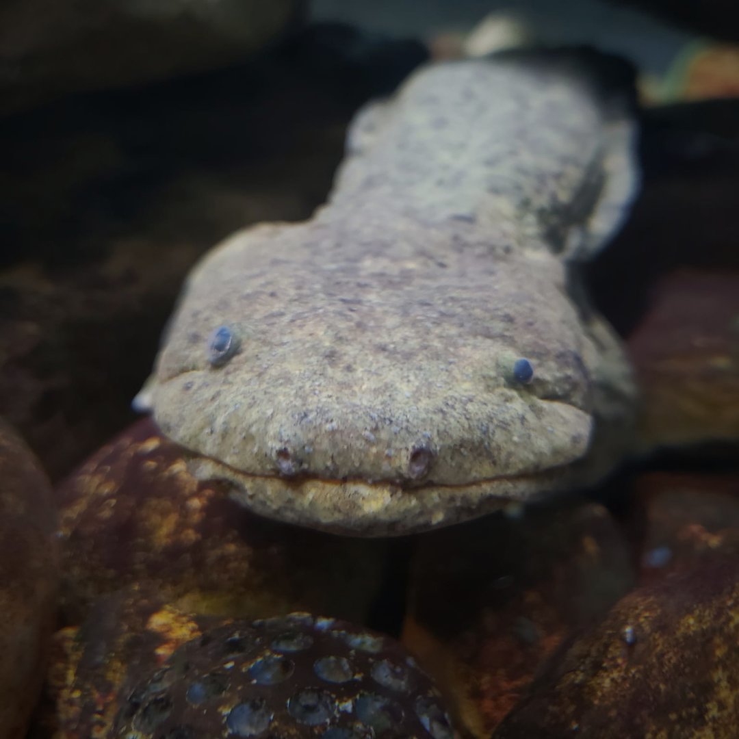 Hellbender (Cryptobranchus alleganiensis)