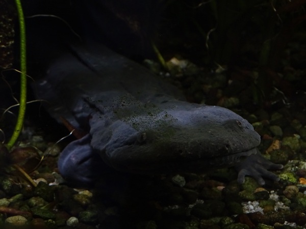Hellbender (Cryptobranchus alleganiensis)