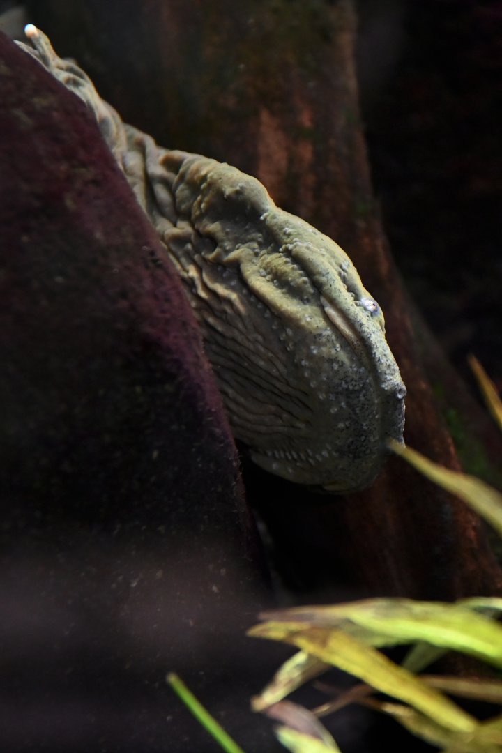 Hellbender Cryptobranchus alleganiensis