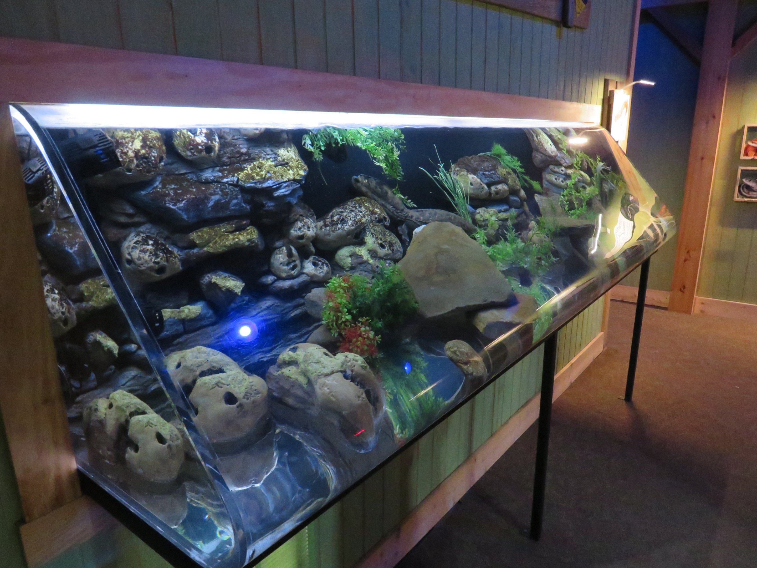Hellbender Display