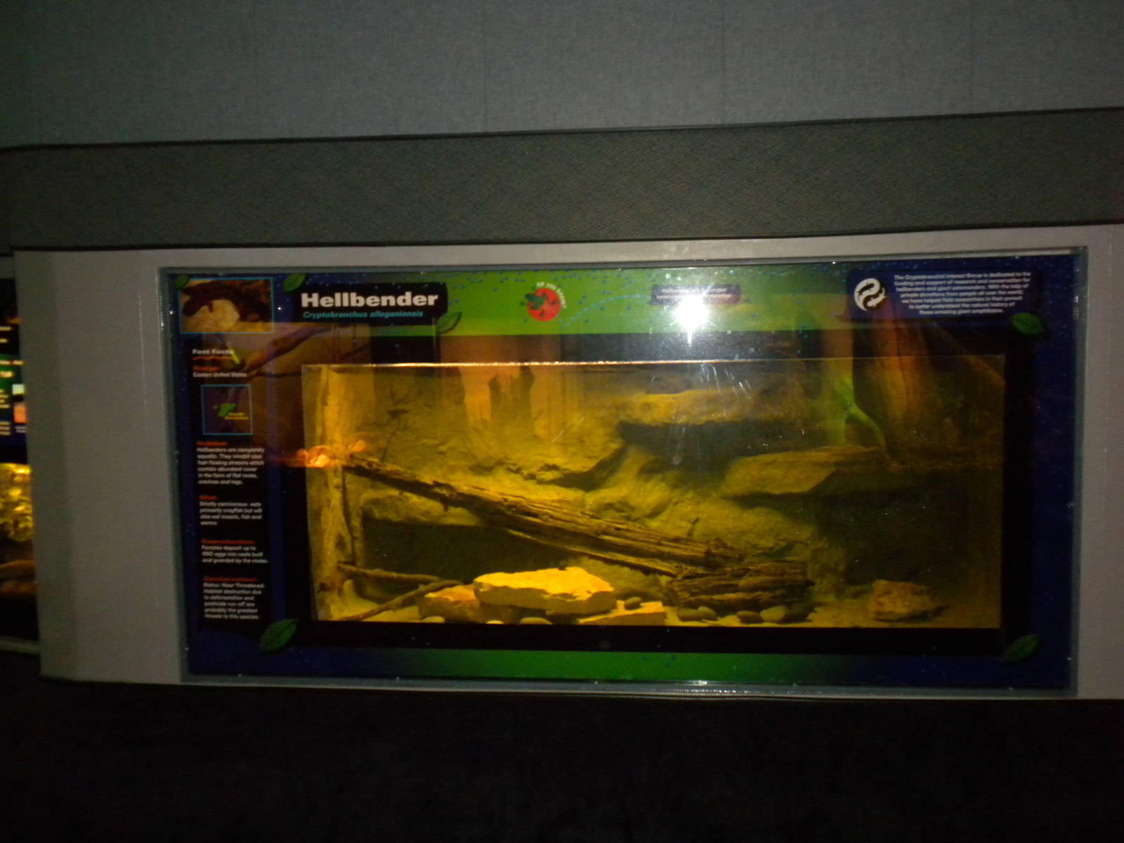 Hellbender exhibit
