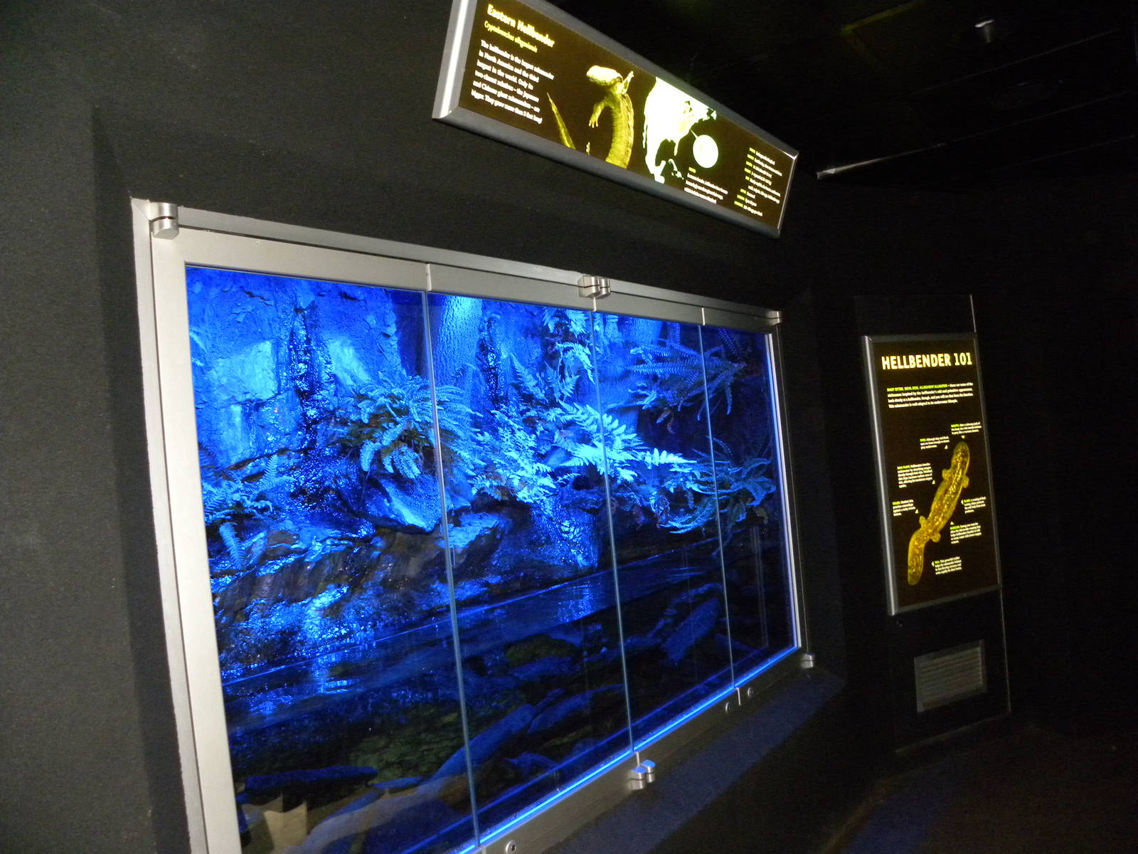 Hellbender Exhibit