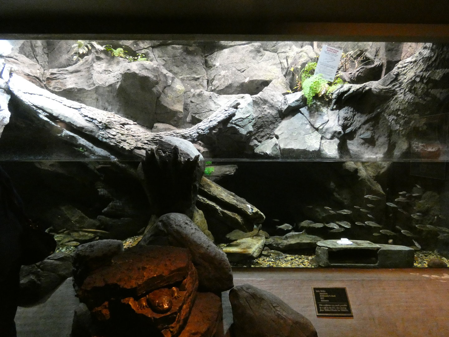 Hellbender exhibit