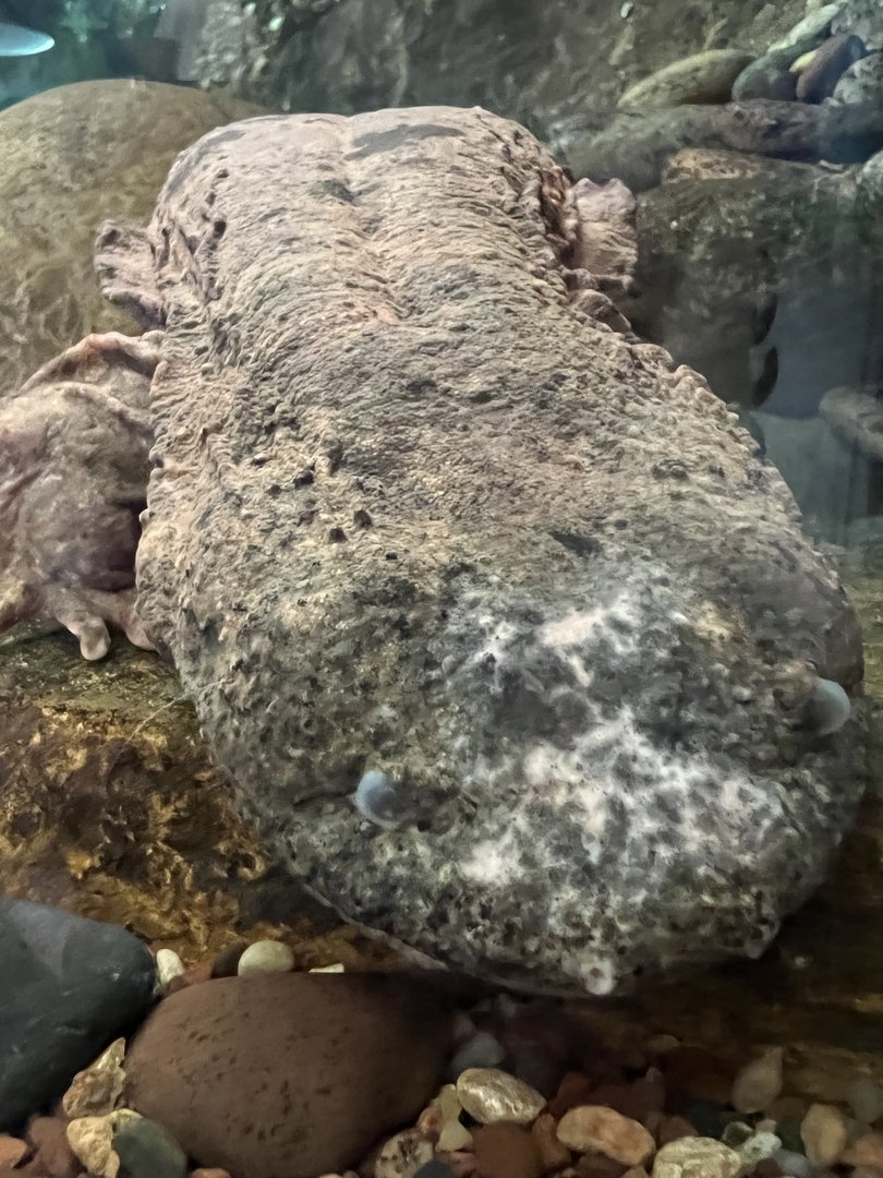 Hellbender Salamander (Cryptobranchus alleganiensis)