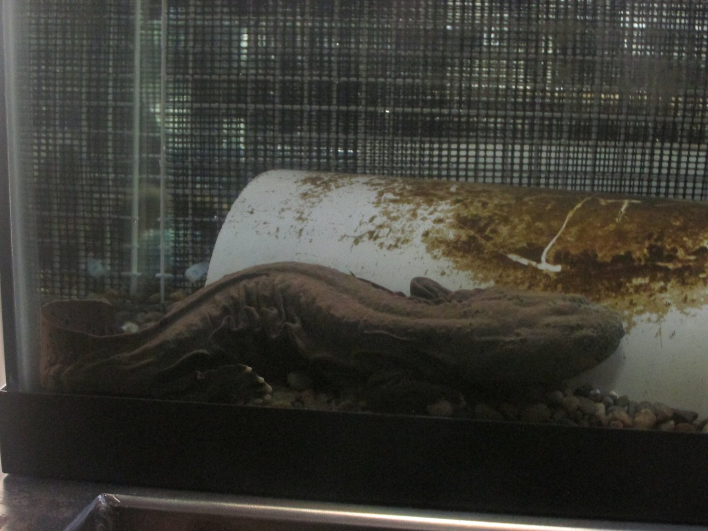 hellbender salamander