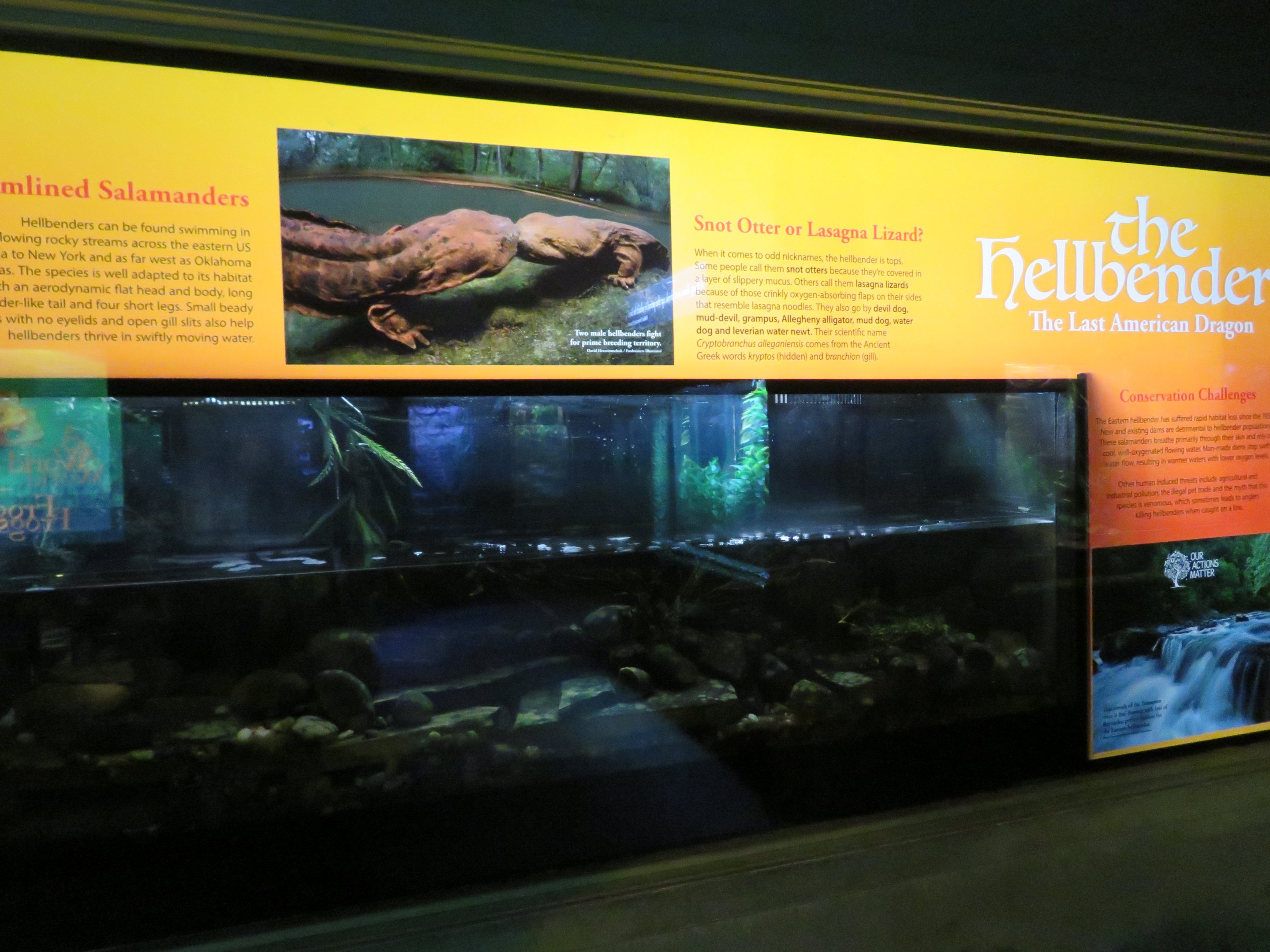 Hellbender Terrarium