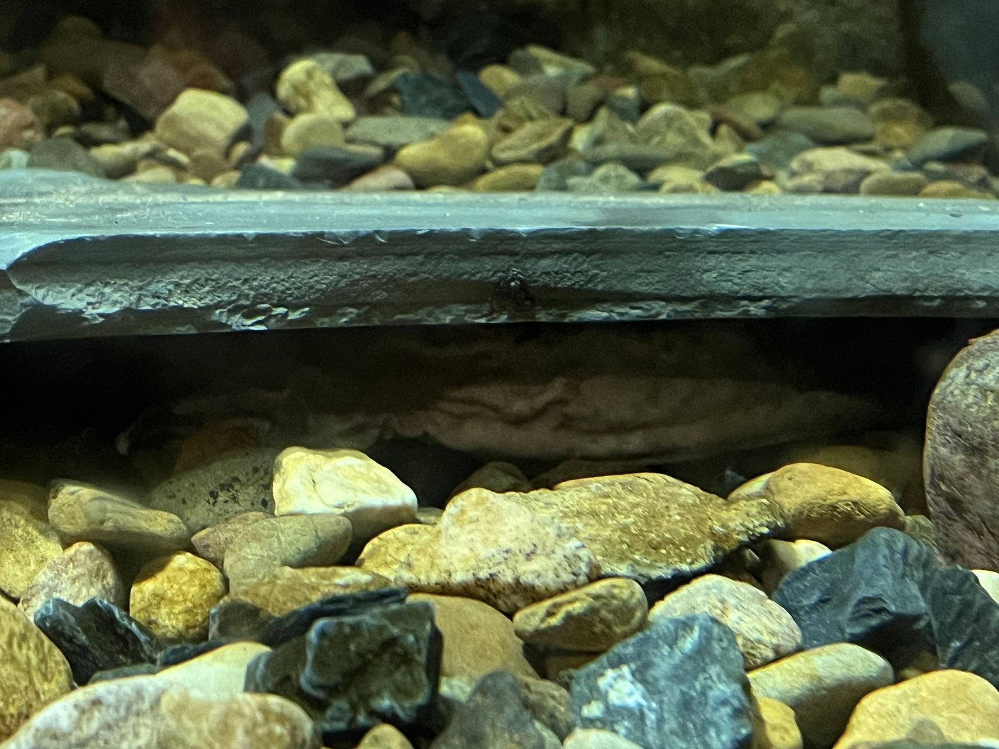 Hellbender under Rock