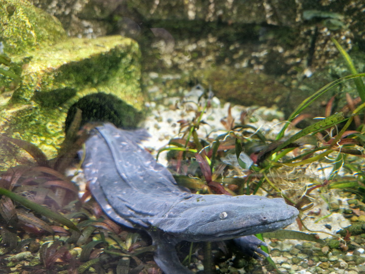 Hellbender, Vivarium