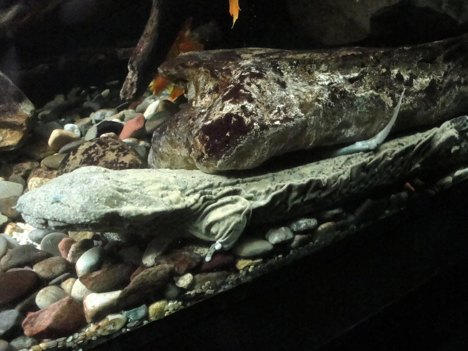 Hellbender