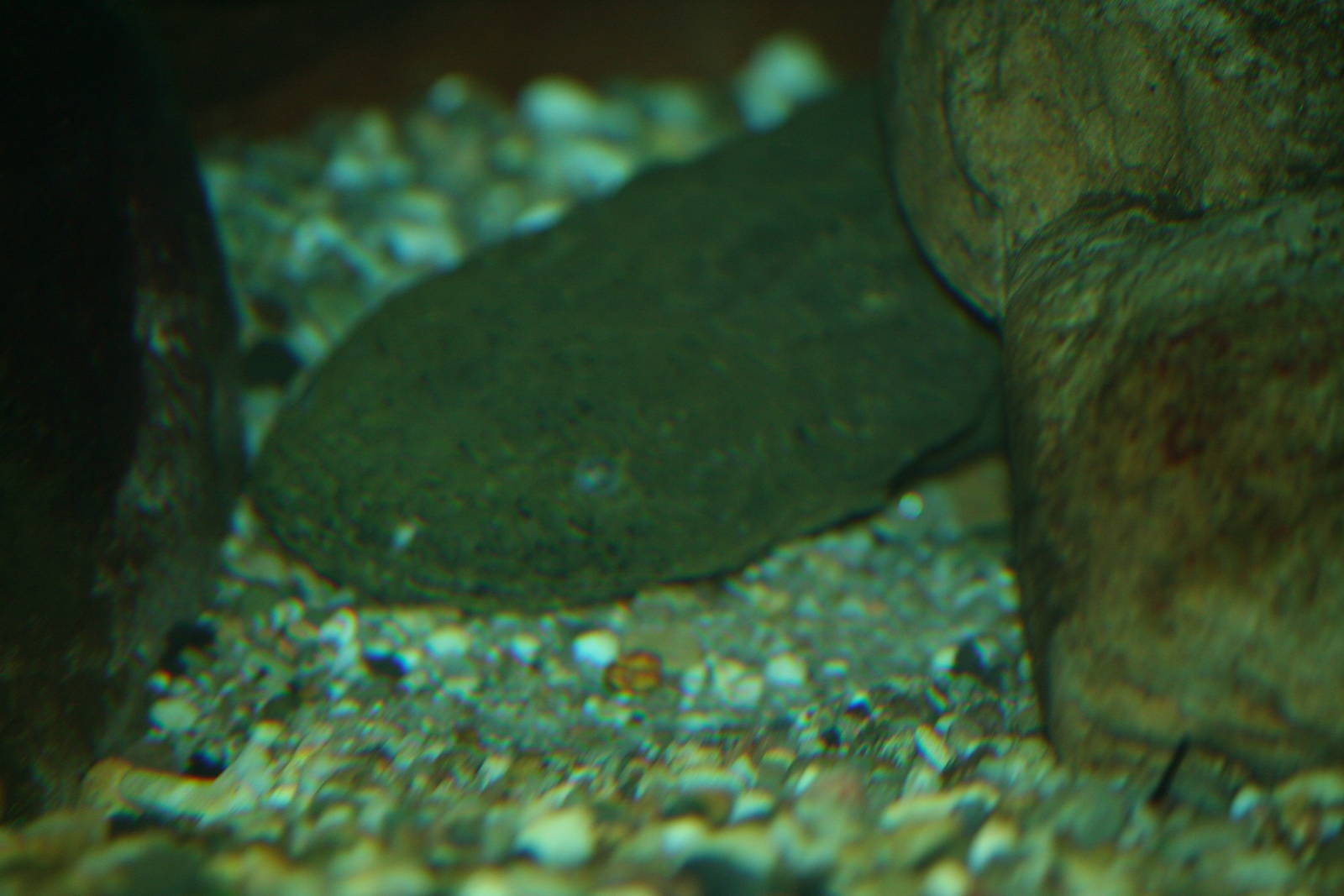 Hellbender