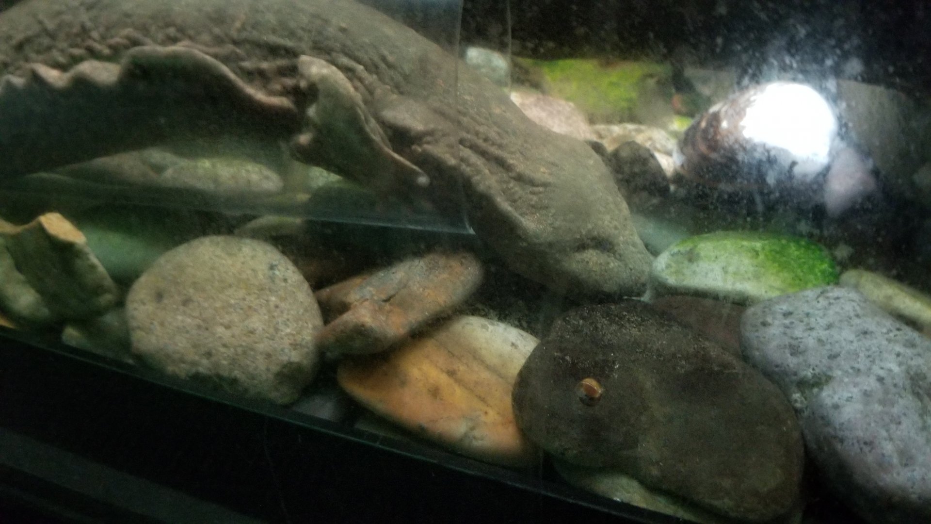 Hellbender
