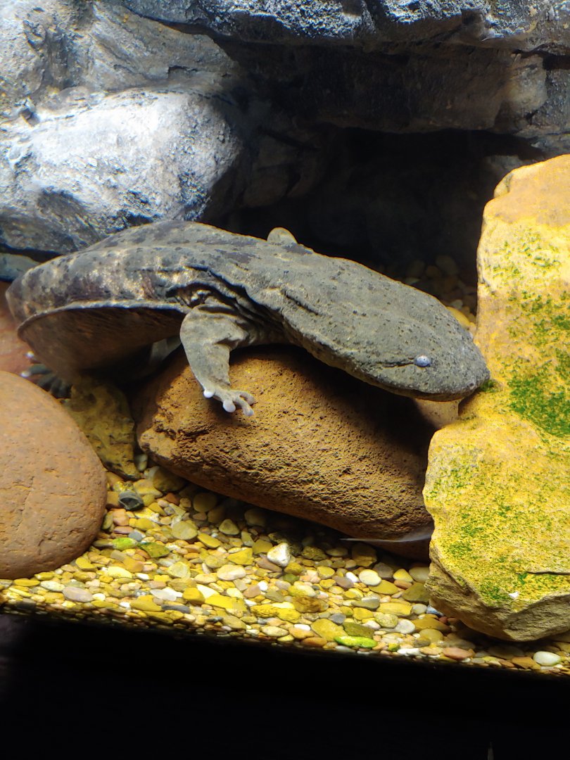 Hellbender