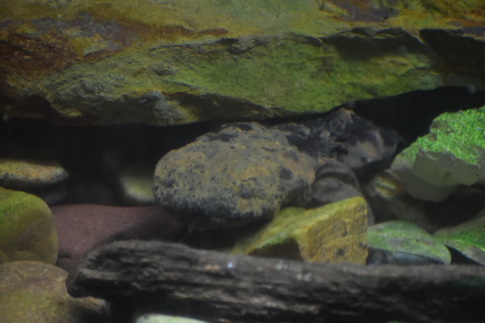 Hellbender