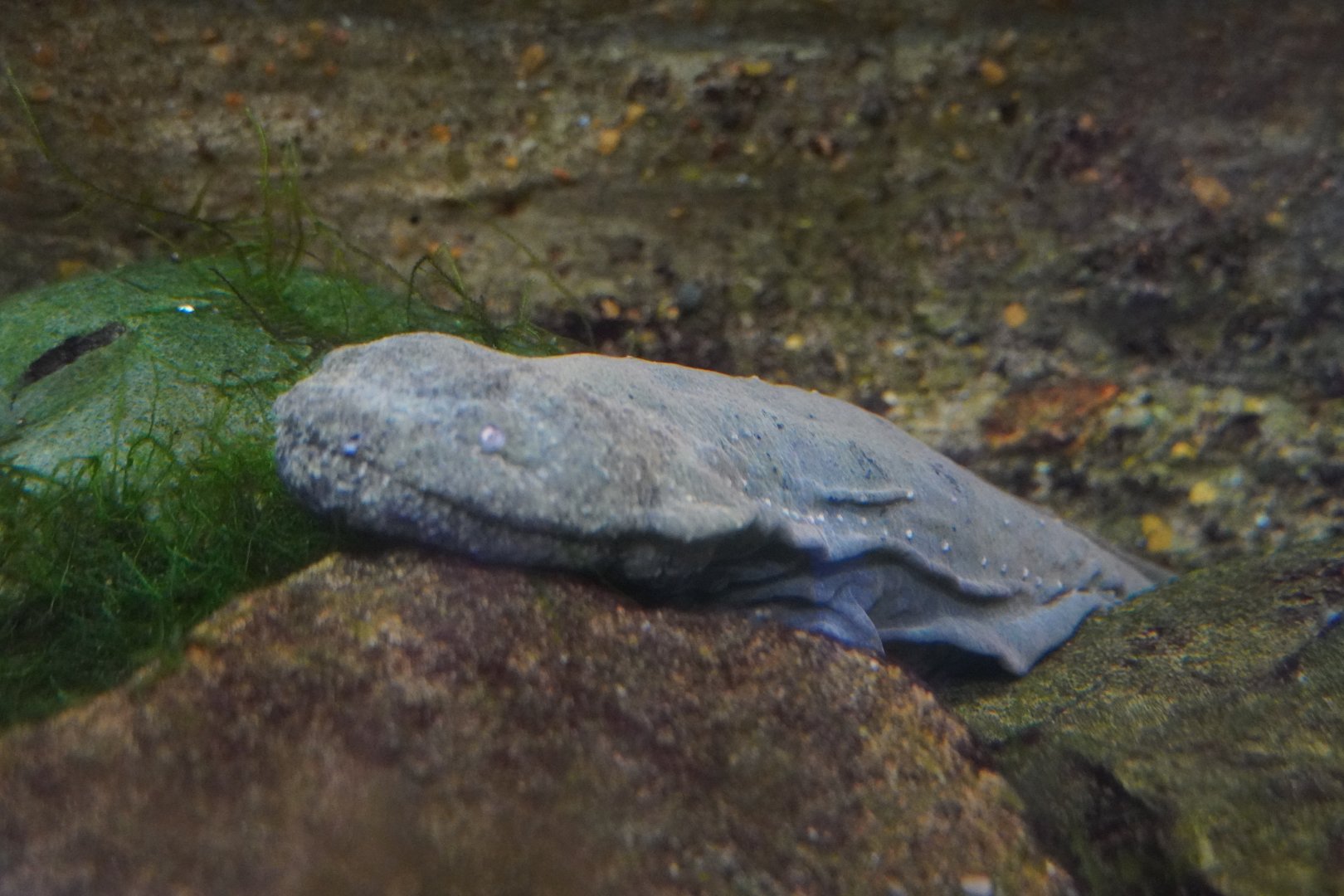 Hellbender