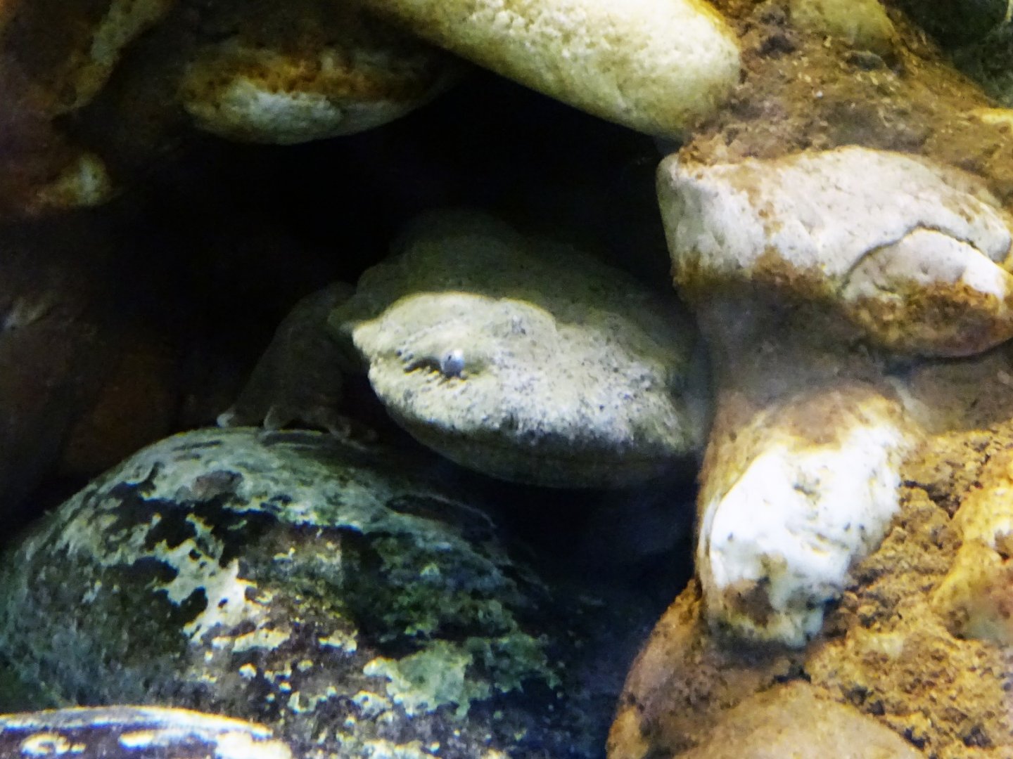 Hellbender