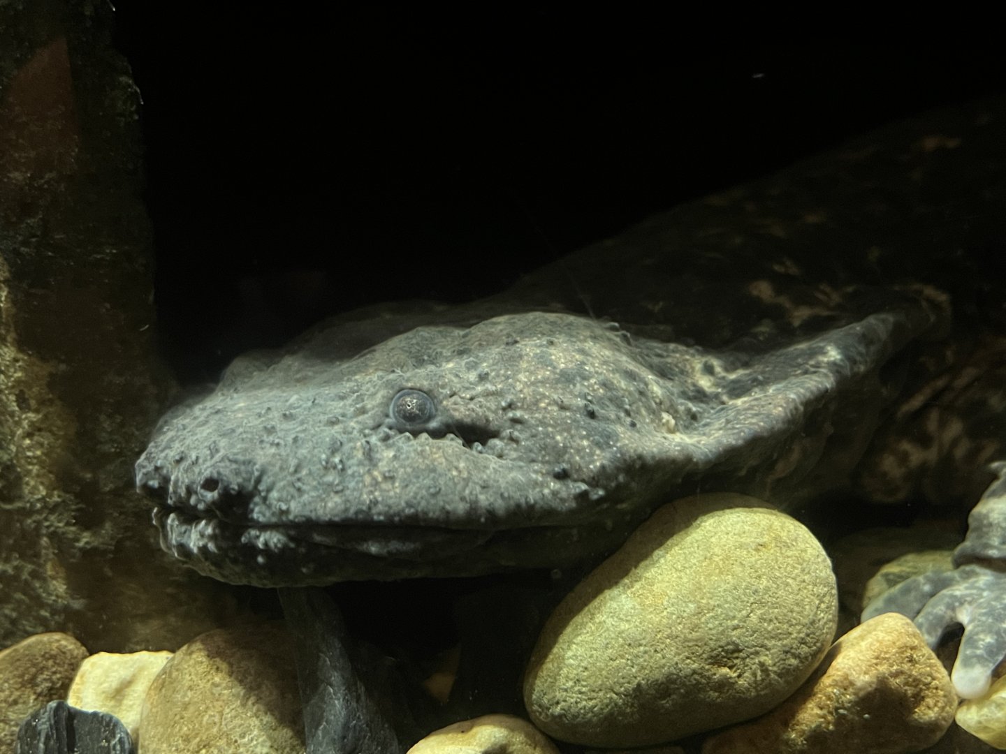 Hellbender