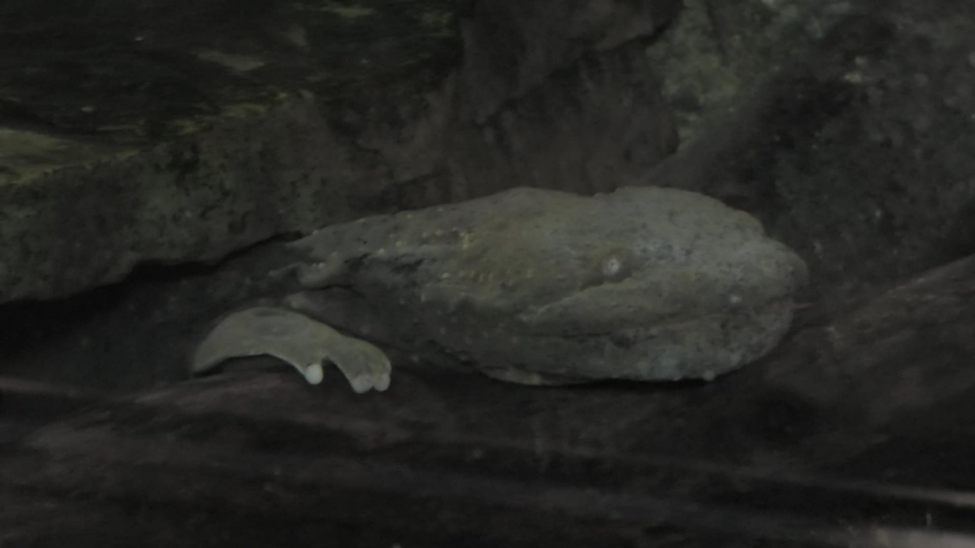Hellbender