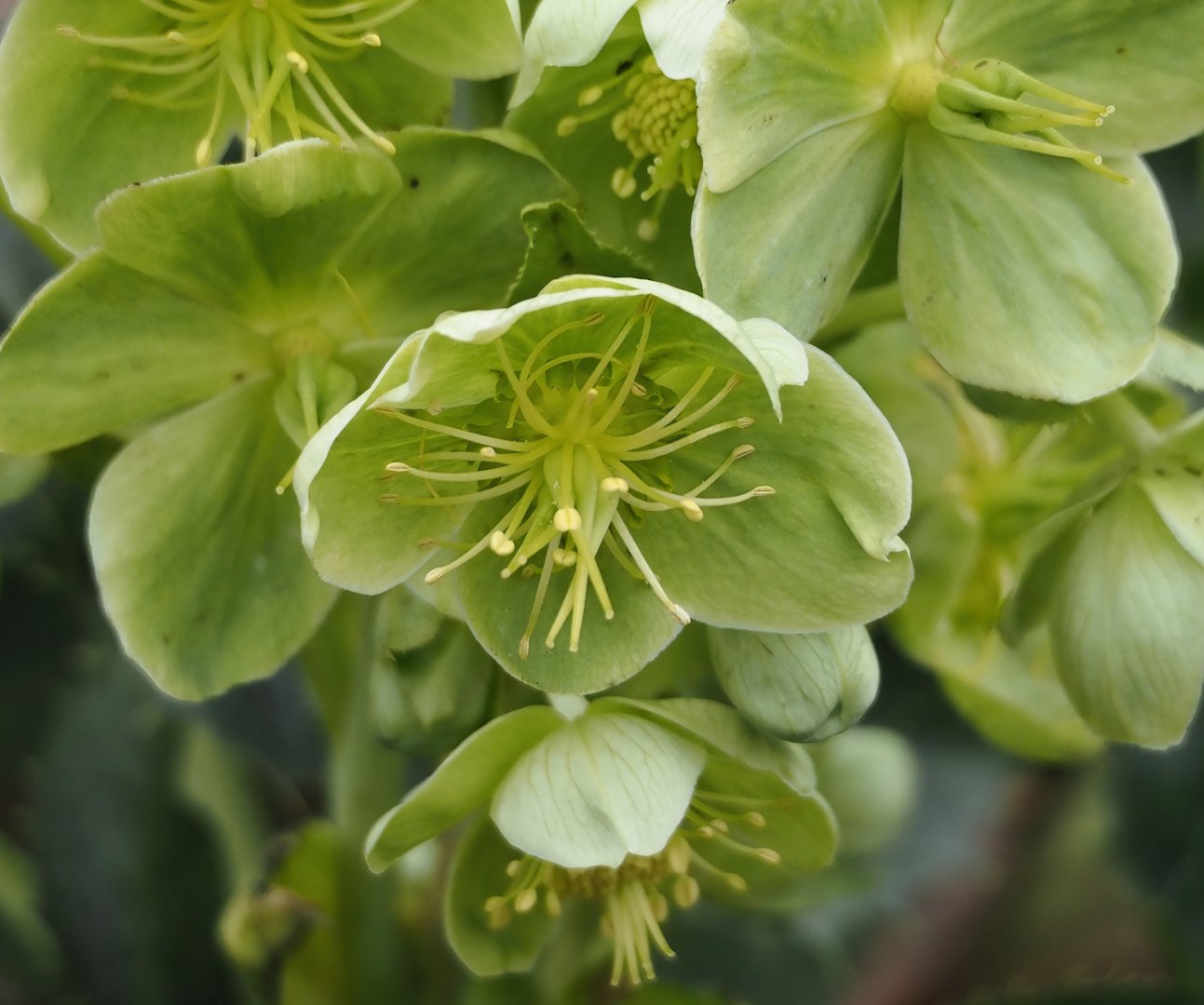 Helleborus flower, 2024-03-09