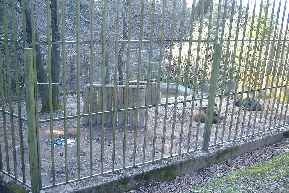 Hellenthal bear paddock