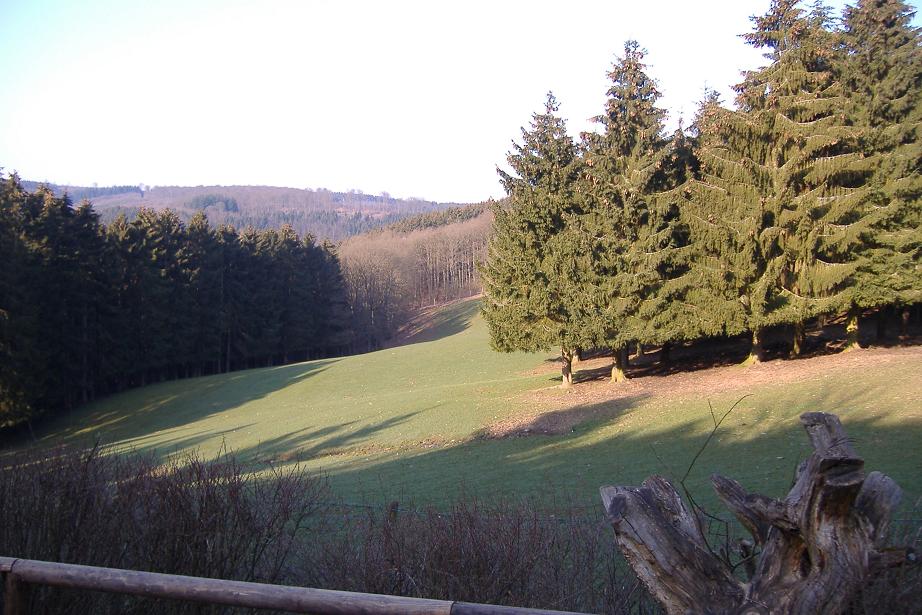 Hellenthal tarpan and red deer