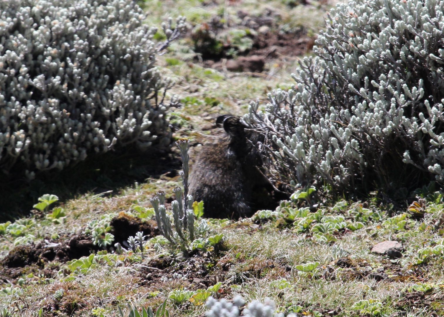 Heller's vlei rat (Otomys helleri)