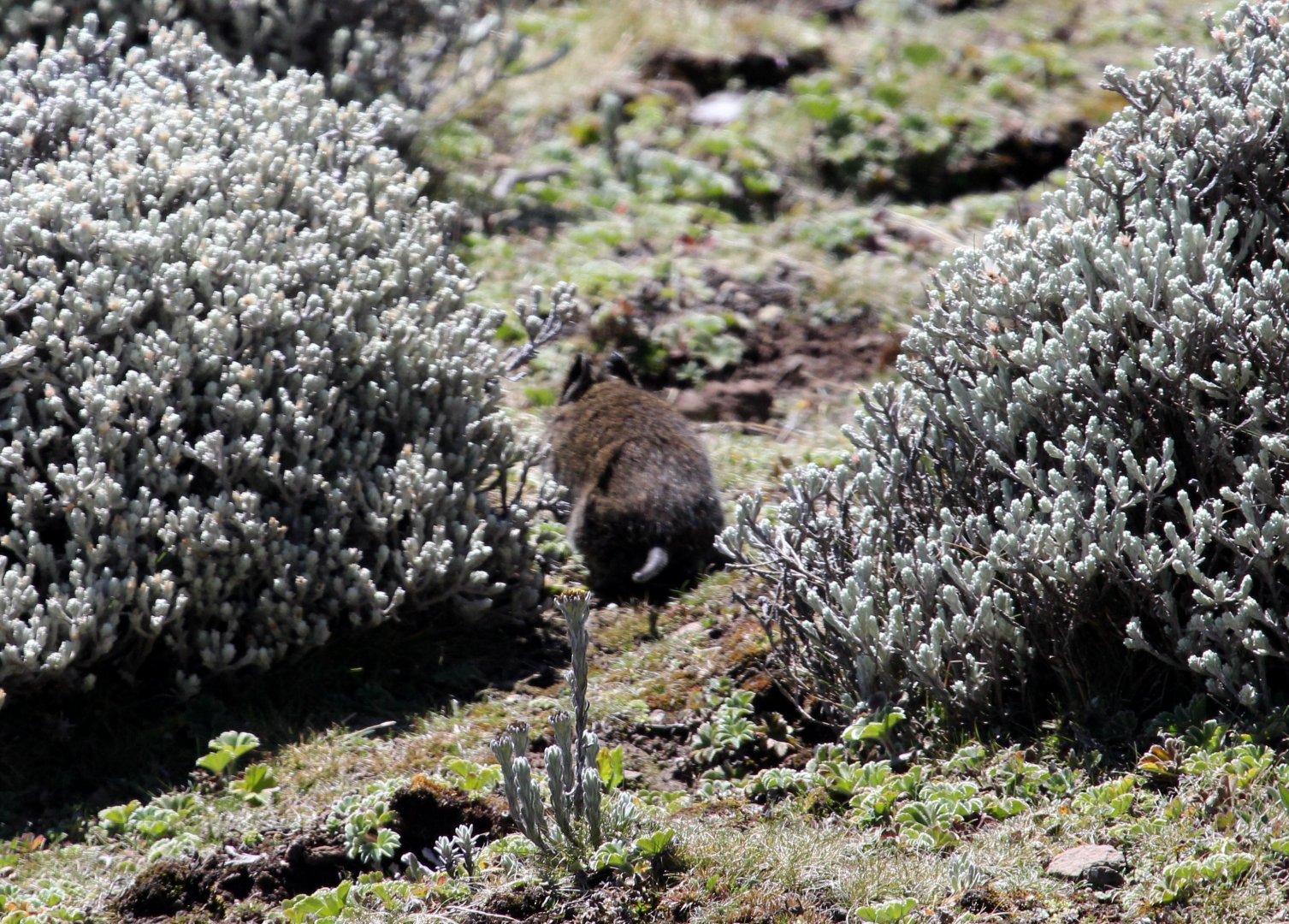 Heller's vlei rat (Otomys helleri)