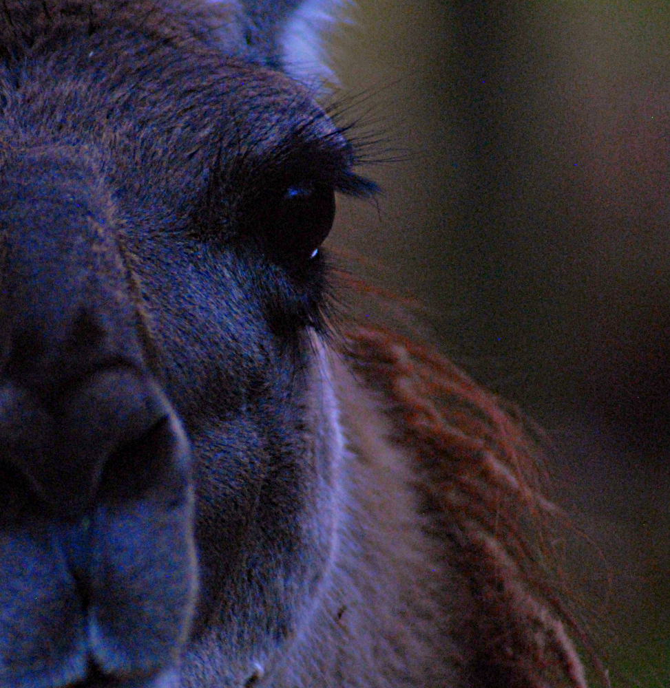 Hello there ! - Beale Wildlife Park 2022