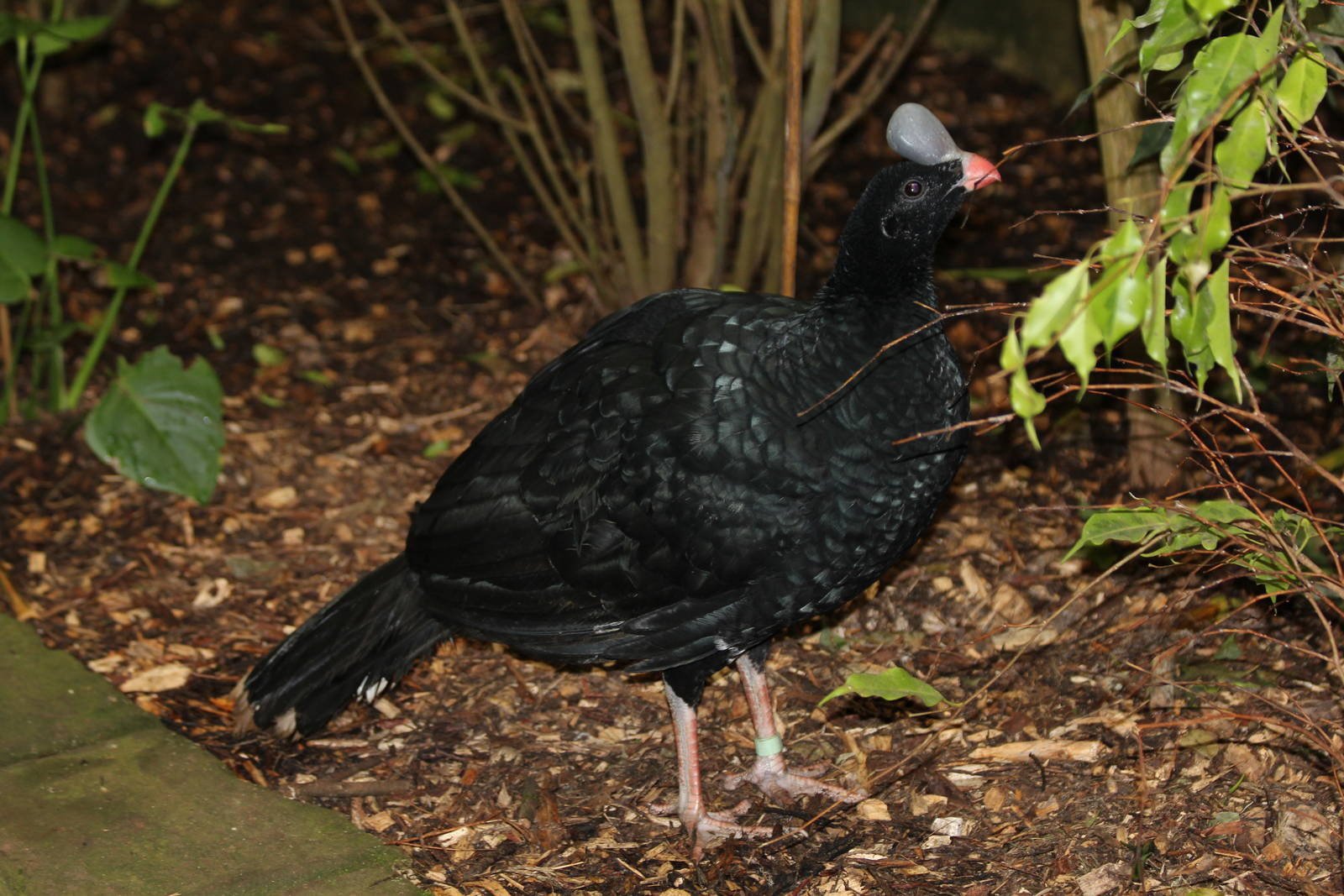 Helmented Currasow - Amazon World Zoo - March 2013