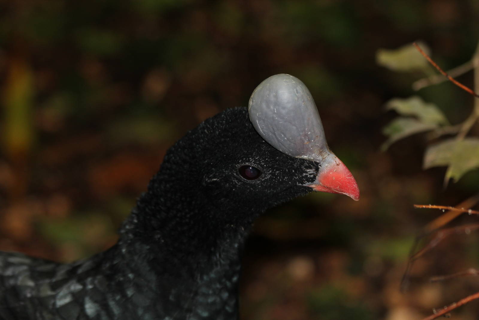 Helmented Currasow - Amazon World Zoo - March 2013