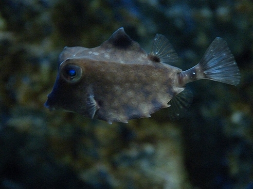 Helmet cowfish