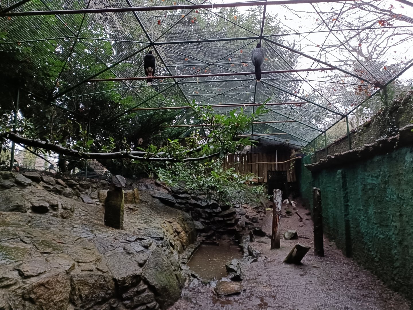 Helmet curassow exhibit- Avifauna Lugo