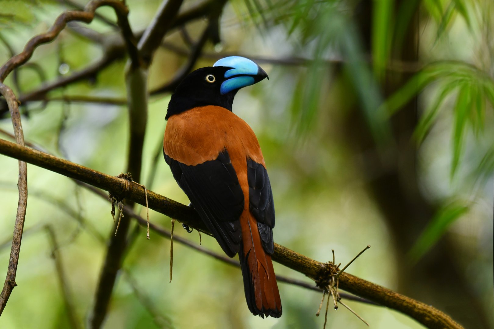 Helmet Vanga Euryceros prevostii