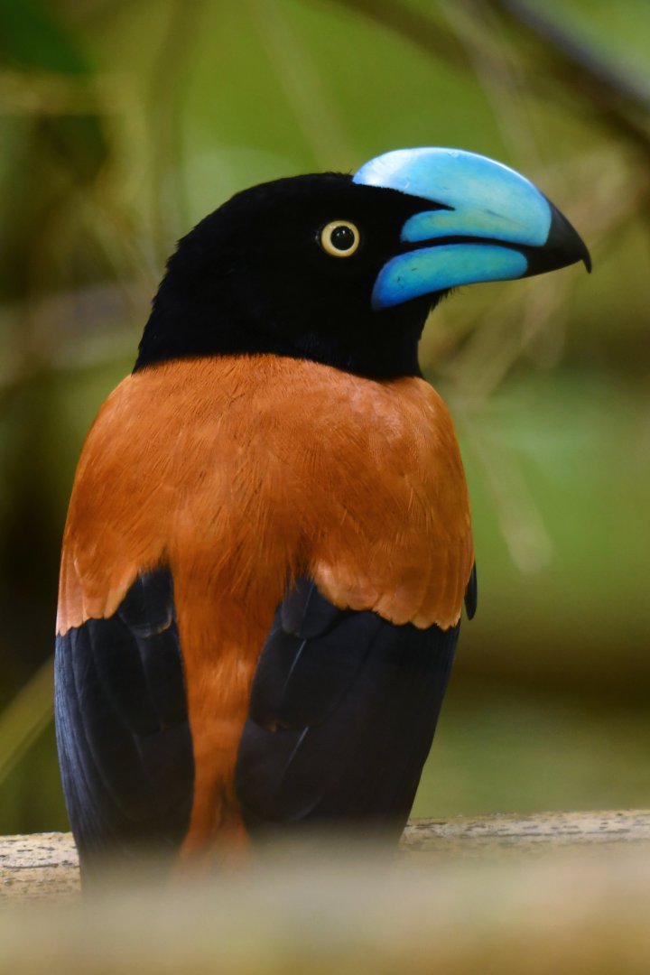 Helmet Vanga Euryceros prevostii