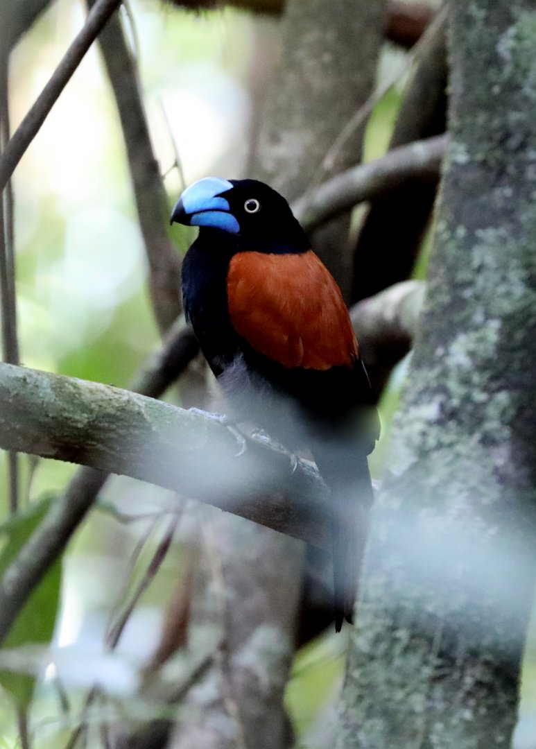 helmet vanga (Euryceros prevostii)