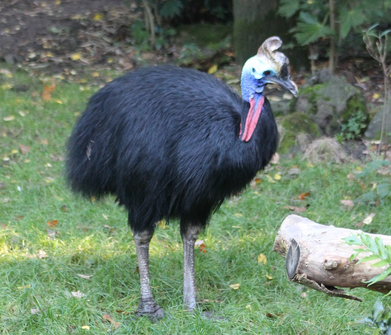 Helmeted cassowary