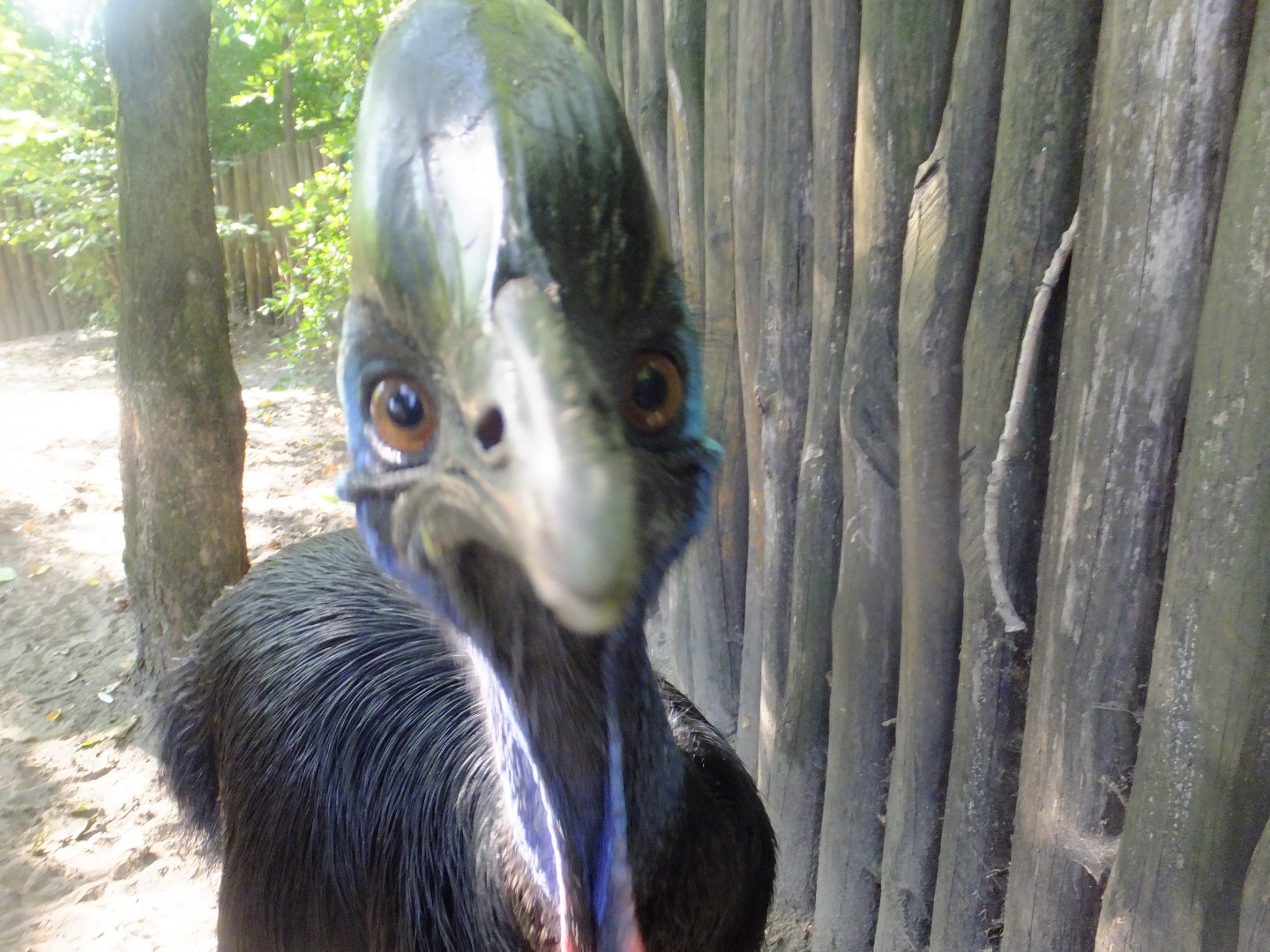 Helmeted cassowary