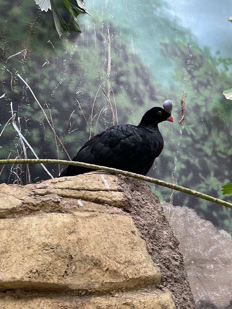 Helmeted Curassow (10/22/23)