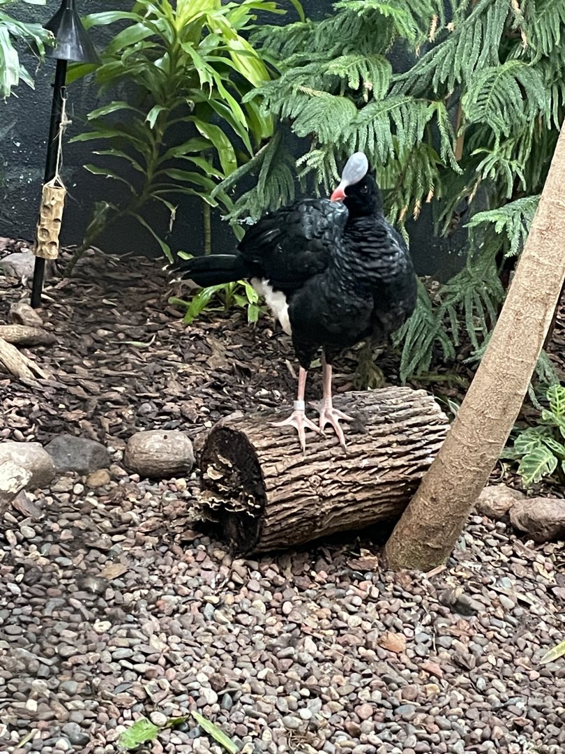Helmeted Curassow (10/7/23)
